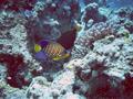 Angelfish - Royal Angelfish - Pygoplites diacanthus