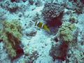 Damselfish - Red Sea Anemonefish - Amphiprion bicinctus