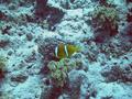 Damselfish - Red Sea Anemonefish - Amphiprion bicinctus