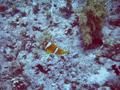 Damselfish - Red Sea Anemonefish - Amphiprion bicinctus