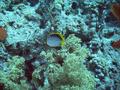 Butterflyfish - Black Backed Butterflyfish - Chaetodon melannotus