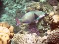 Parrotfish - Bicolour Parrotfish - Cetoscarus bicolor