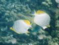 Butterflyfish - Yellowhead Butterflyfish - Chaetodon xanthocephalus