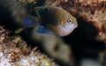 Damselfish - Onespot Demoiselle - Chrysiptera unimaculata