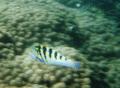 Wrasse - Sixbar Wrasse - Thalassoma hardwicke