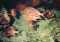 Squirrelfish - Crown Squirrelfish - Sargocentron diadema