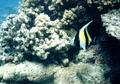 Surgeonfish - Moorish Idol - Zanclus cornutus