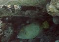 Filefish - Barred Filefish - Cantherhines dumerili