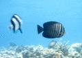 Surgeonfish - Desjardini Sailfin Tang - Zebrasoma desjardinii