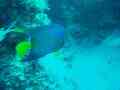 Angelfish - Queen Angelfish - Holacanthus ciliaris