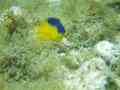 Damselfish - Beaugregory Damselfish - Stegastes leucostictus