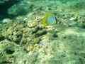 Butterflyfish - Spotfin Butterflyfish - Chaetodon ocellatus