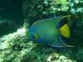 Angelfish - Queen Angelfish - Holacanthus ciliaris