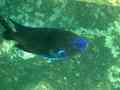 Damselfish - Bluefin Damselfish - Abudefduf luridus