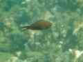 Damselfish - Mediterranean Damselfish - Chromis chromis