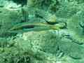 Wrasse - Rainbow Wrasse - Coris julis