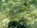 Wrasse - Turkish Wrasse - Thalassoma pavo