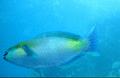 Parrotfish - Rusty Parrotfish - Scarus ferrugineus