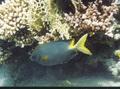 Rabbitfish - Stellate Rabbitfish - Siganus stellatus