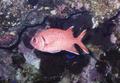 Squirrelfish - White-edged Soldierfish - Myripristis murdjan