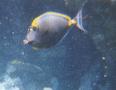 Surgeonfish - Elegant Unicornfish - Naso elegans