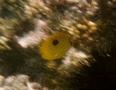 Butterflyfish - Zanzibar Butterflyfish - Chaetodon zanzibariensis