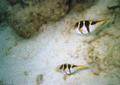 Pufferfish - Blacksaddled Toby - Canthigaster valentini