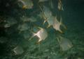 Jacks - Palometa - Trachinotus goodei