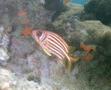 Squirrelfish - Seychelles Squirrelfish - Sargocentron seychellense