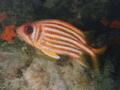 Squirrelfish - Seychelles Squirrelfish - Sargocentron seychellense