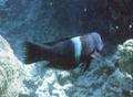 Wrasse - Clown Coris Wrasse - Coris aygula