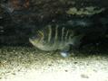 Damselfish - Night Sergeant - Abudefduf taurus