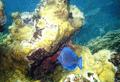 Surgeonfish - Blue Tang - Acanthurus coeruleus