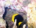 Angelfish - Rock Beauty - Holacanthus tricolor