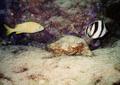 Butterflyfish - Banded Butterflyfish - Chaetodon striatus