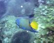 Angelfish - Queen Angelfish - Holacanthus ciliaris