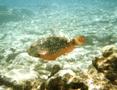 Parrotfish - Stoplight Parrotfish - Sparisoma viride