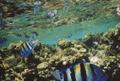 Damselfish - Indo-Pacific Sergeant - Abudefduf vaigensis