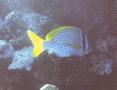 Breams - Doublebar Bream - Acanthopagrus bifasciatus