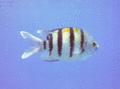 Damselfish - Indo-Pacific Sergeant - Abudefduf vaigensis