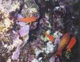 Basslets - Sea Goldie(Jewel Fairy Basslet,Scalefin Anthias) - Pseudanthias squamipinnis