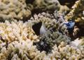 Damselfish - Twotone Chromis - Chromis dimidiata