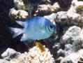 Damselfish - Whitebelly Damselfish - Amblyglyphidodon leucogaster