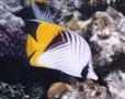 Butterflyfish - Threadfin Butterflyfish - Chaetodon auriga